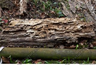 Photo Textures of Wood
